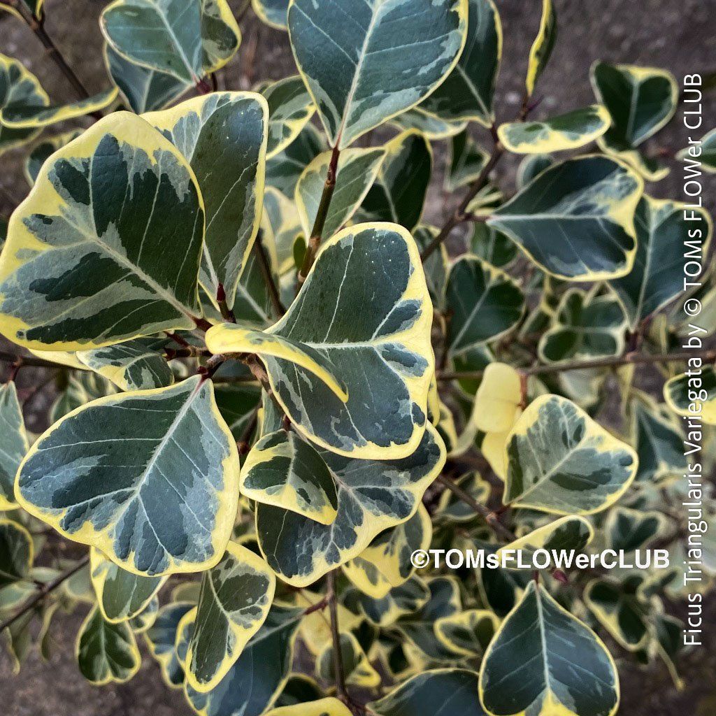 Pflanzen & Samen: Ficus Triangularis Variegata - einzigartige Dreiecksfeige – Neu und originalverpackt aus Adliswil von astom369