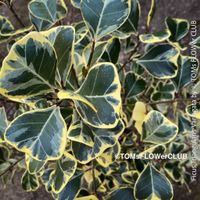 Ficus Triangularis Variegata - einzigartige Dreiecksfeige