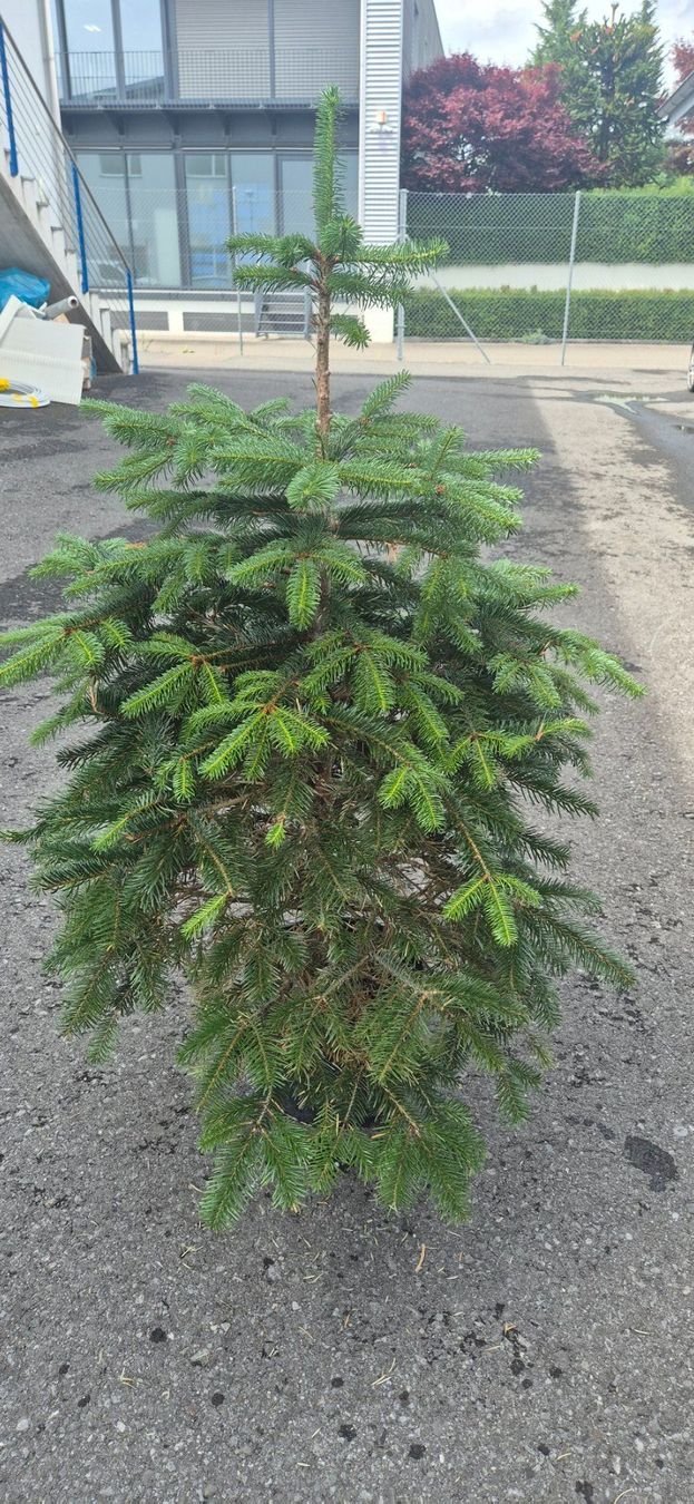 Plantes & graines: NORDMANNSTANNE – D'occasion à Jona par Sleon02 1