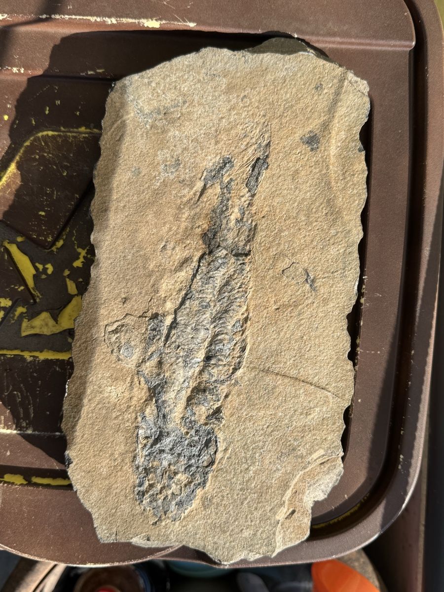 Fossiles: Fischfossil – D'occasion à Huttwil par Nedja0 7