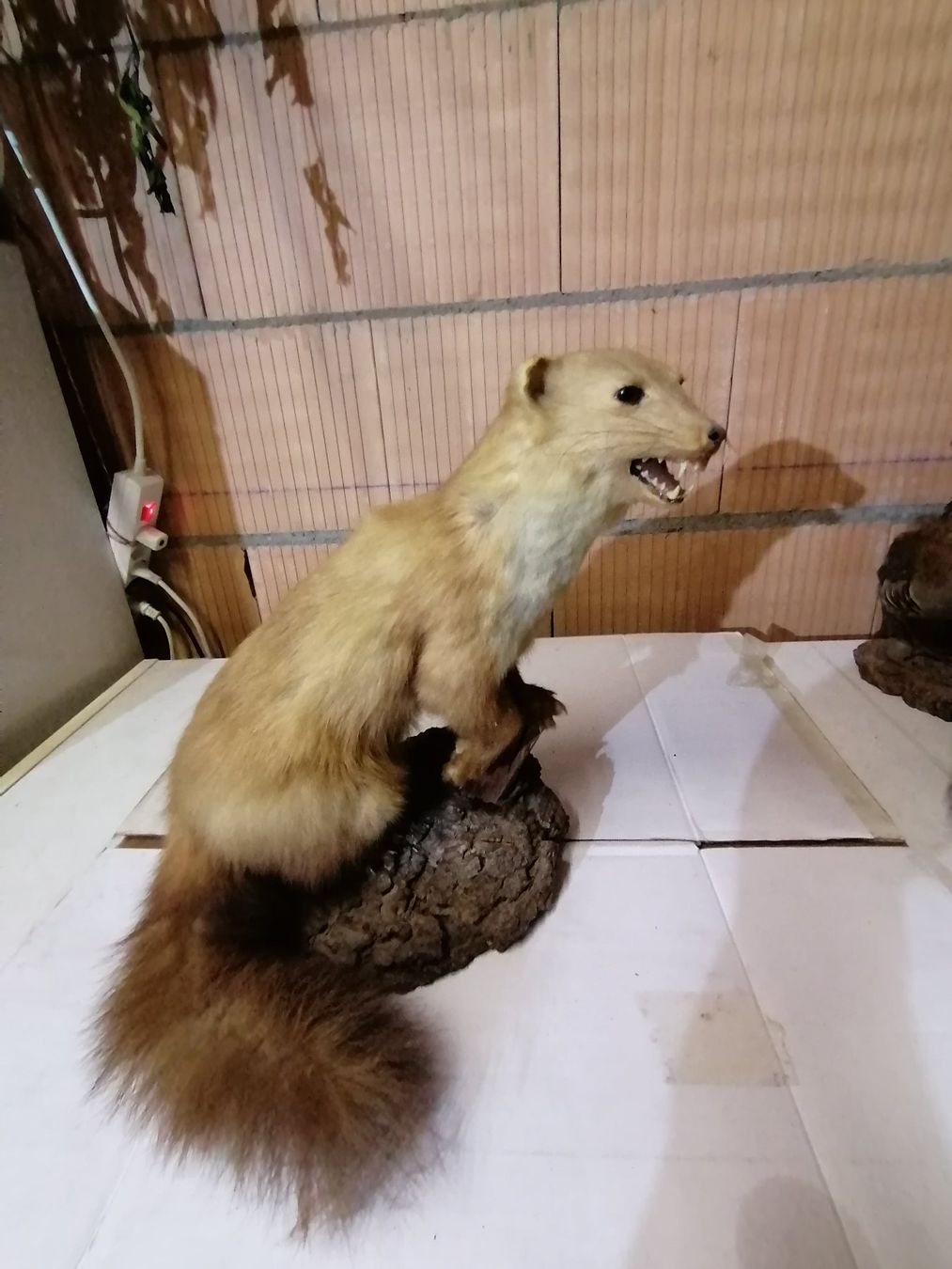 Il mondo degli animali: Fouine  naturalisé 2 – Usato da Cheyres venduto da Capitain 1