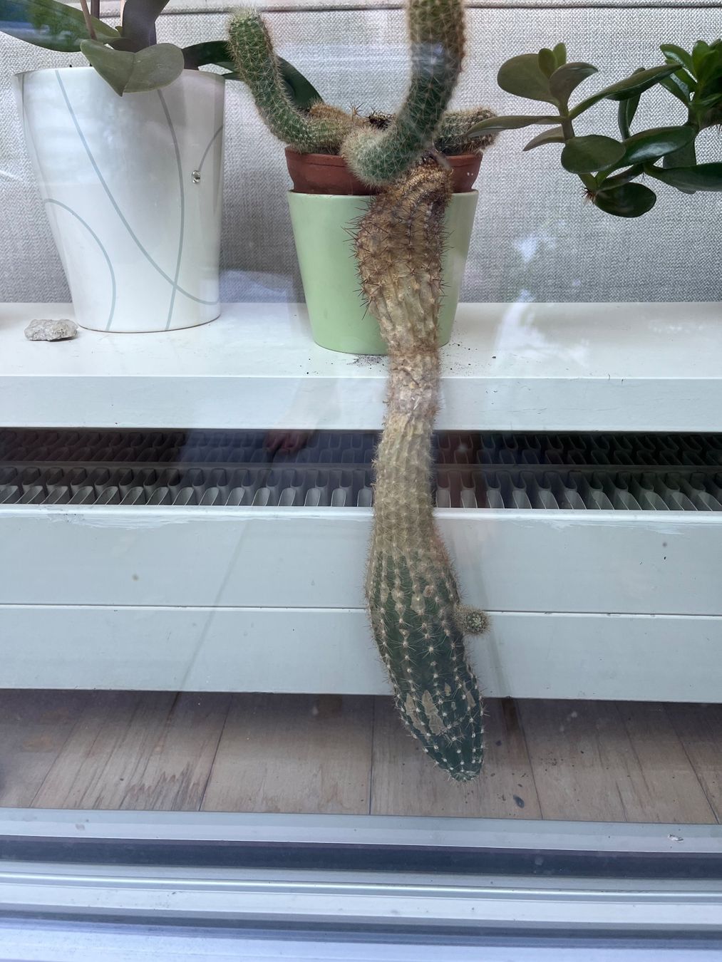 Piante & sementi: Kaktus ca 30 cm lang, längster arm – Usato da Aesch BL venduto da shuja01 1