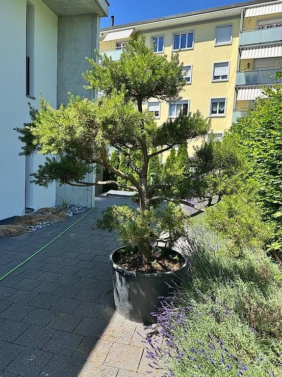 Pflanzen & Samen: formgeschnittene Föhre - Garten-Bonsai – Gebraucht aus Trimbach von mdc70