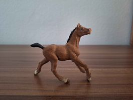 Fohlen Safari ltd. Antiquariat