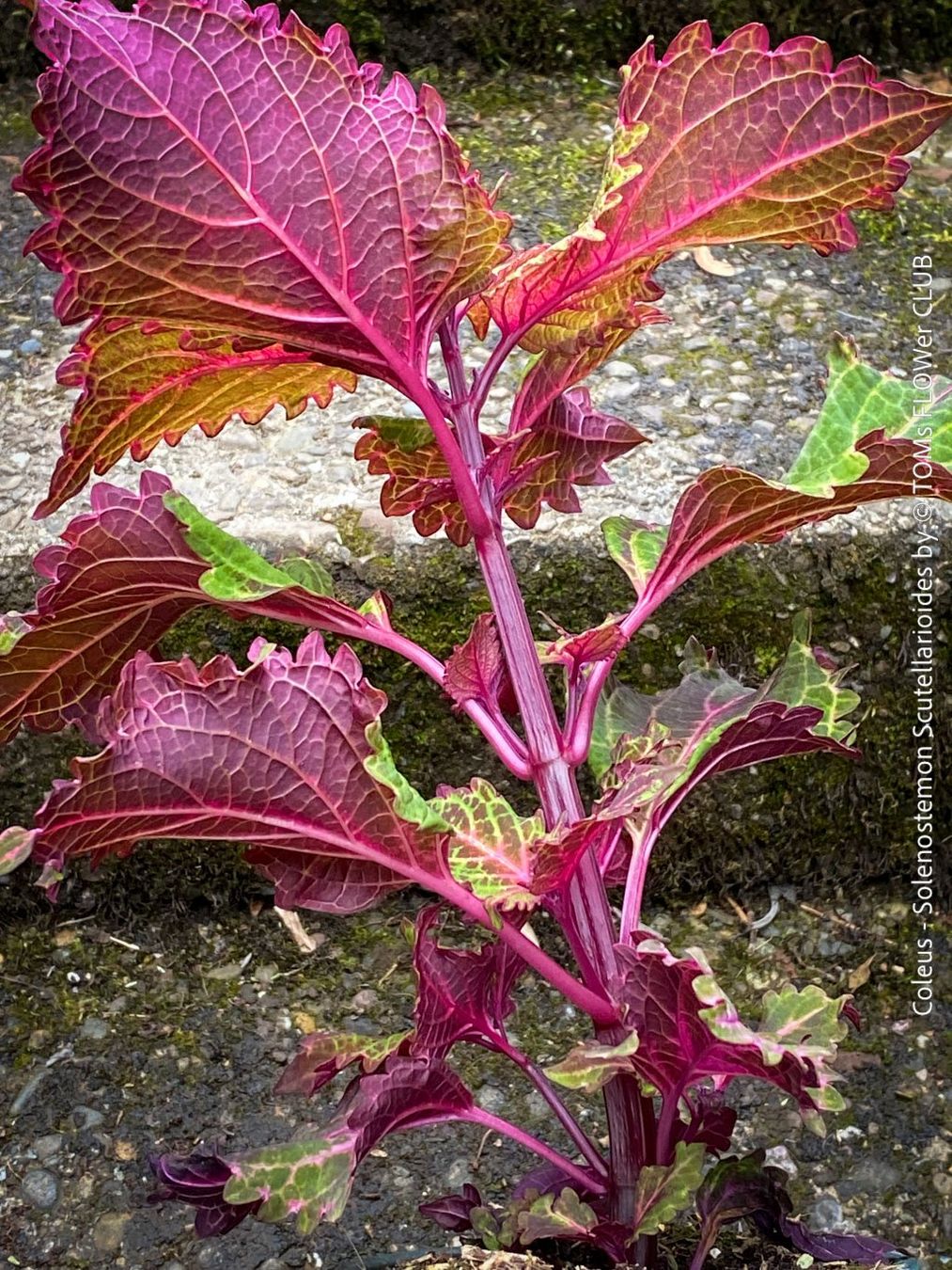 Pflanzen & Samen: Buntnessel - Coleus - rund 60cm Stämmchen – Neu und originalverpackt aus Adliswil von astom369 3