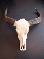 Schädel WASSERBÜFFEL BUFFALO BÜFFEL