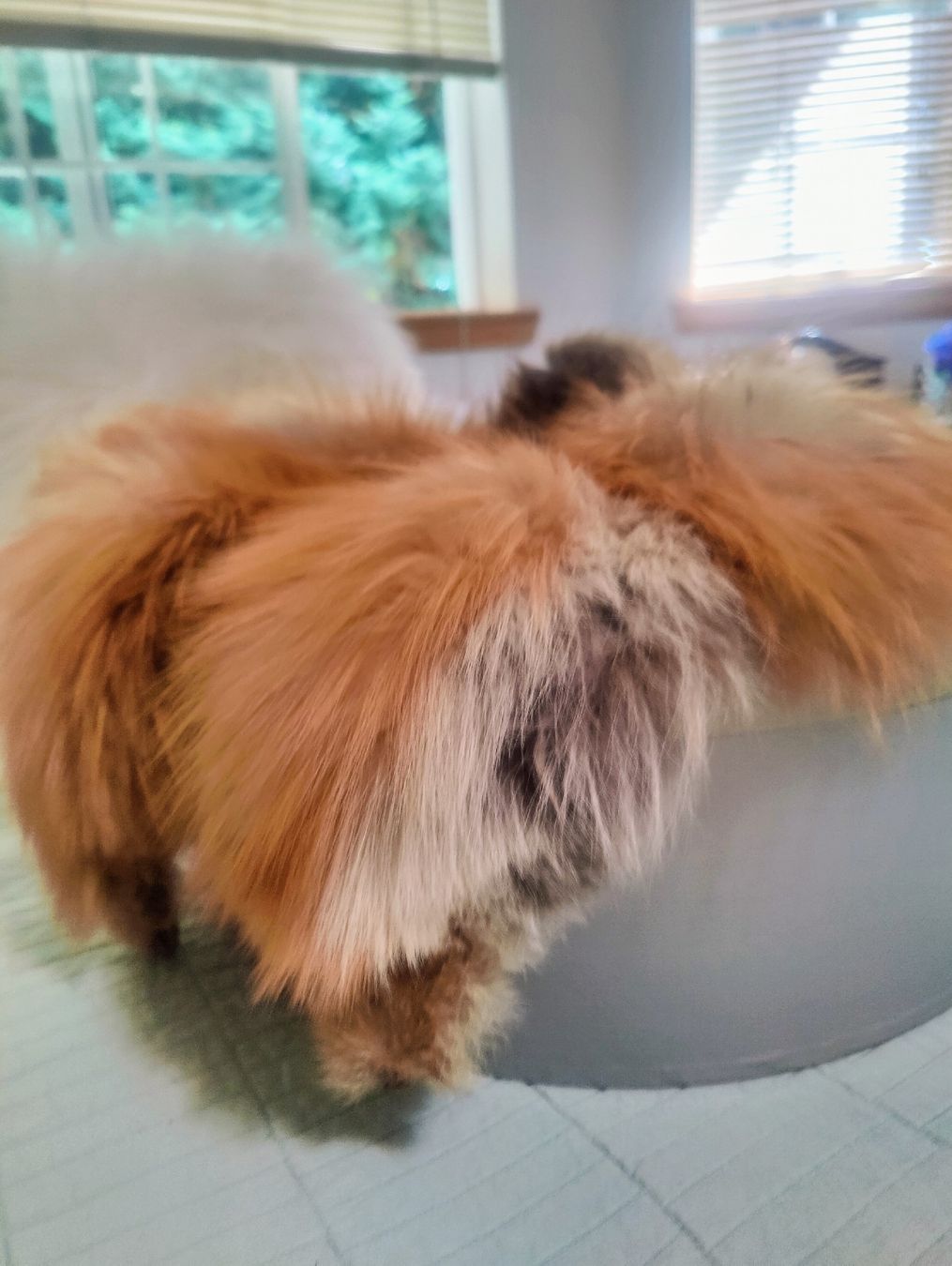 Foulard & Sciarpe: Luxurious Real Fur stole – Usato da Effretikon venduto da wie_p8sj 2