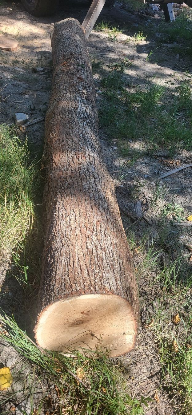 Articoli in legno: Eiche 4.40 m Masssiv-holz Eichenholz Stamm CH Eiche  – Nuovo (secondo la descrizione) da Jenins venduto da Wald-kauz 2