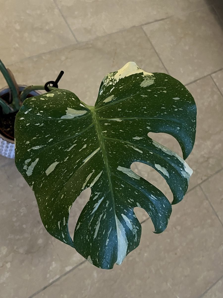 Piante & sementi: Monstera Thai Constellation – Usato da Reinach AG venduto da Manuel63637