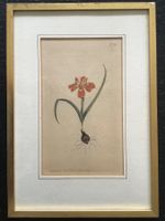 Kupferstich kol. 1804 Curtis Botanical Magazine Zwerg-Moraea