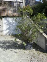 Oleander Strauch im Kunststofftopf gross guter Zustand