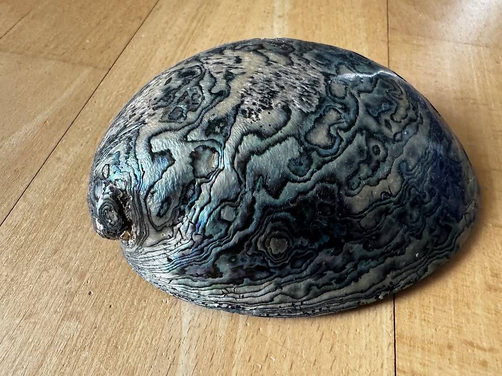 Lampen: Paua Shell aus Neuseeland – Gebraucht aus Baar von Excalibur640