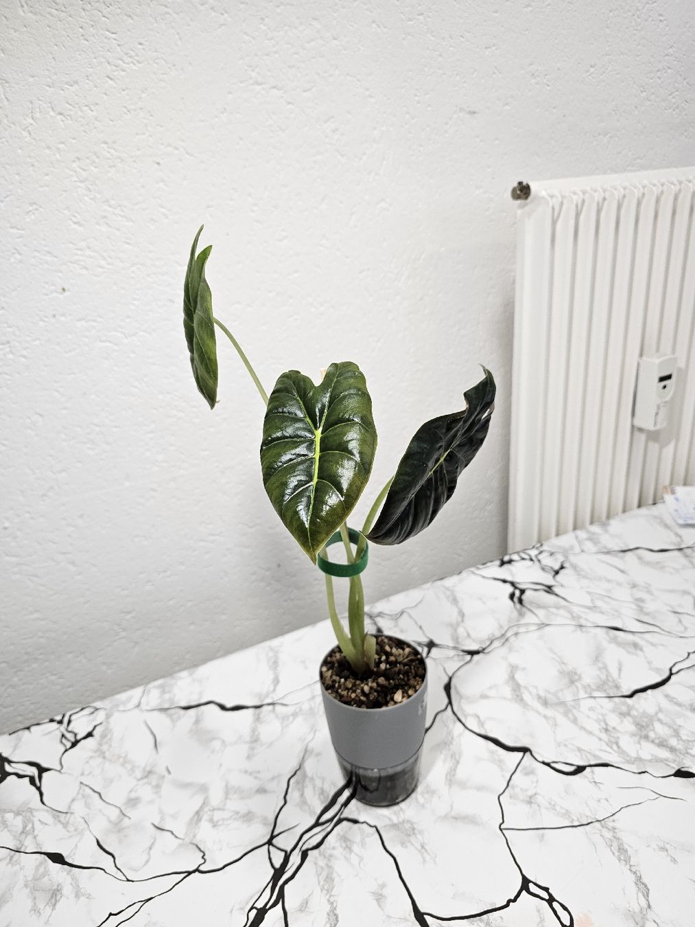 Pflanzen & Samen: Alocasia Golden Bone – Neu (gemäss Beschreibung) aus Utzenstorf von Dac_mk