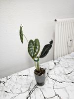 Alocasia Golden Bone
