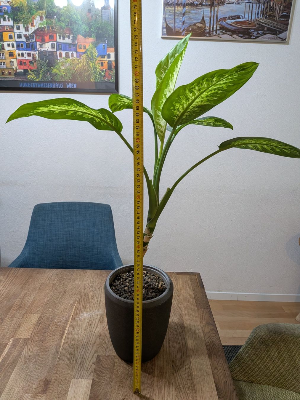 Piante & sementi: Dieffenbachia Zimmerpflanze – Usato da Bern venduto da Hydrom 2