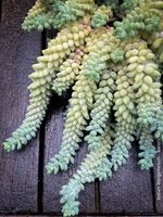 Sedum Morganianum - Burro’s Tail - STECKLING