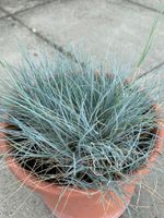 Blauschwingel Gras Steingarten Gartenpflanze 17 cm ø