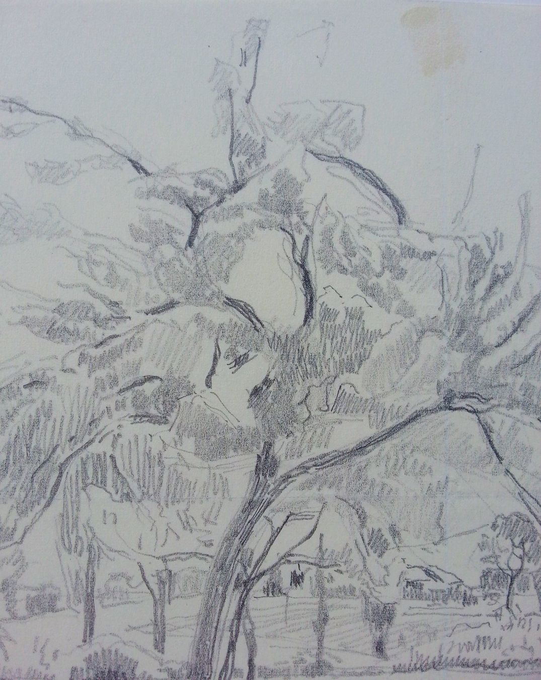 Gemälde: Jacques Jacobi: Zeichnung Bleistiftzeichnung Baum, 1943 – Gebraucht aus Oberriet SG von Manick 3
