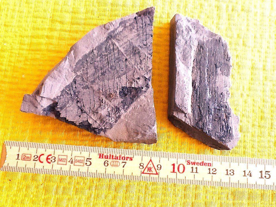 Fossili: Fossilien aus der Schweiz – Usato da Olten venduto da smiples