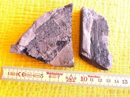 Fossilien aus der Schweiz