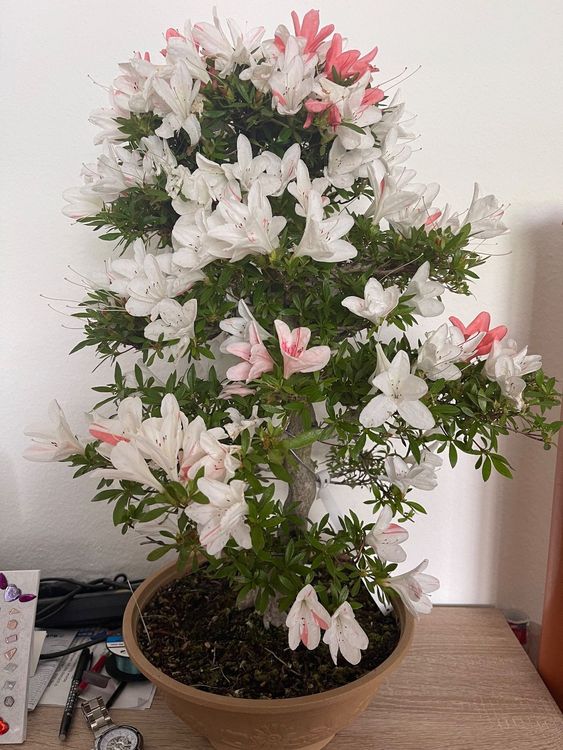 Azalea Satsuki ab 1. Kaufen auf Ricardo