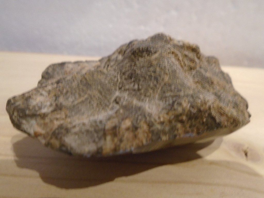 Mineralien & Heilsteine: Versteinerte Koralle – Neu (gemäss Beschreibung) aus Biberist von Steine 3