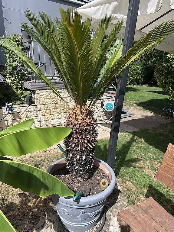 Pflanzen & Samen: Friedenspalme, Cycas Revoluta – Gebraucht aus Basel von Pithoch4 3
