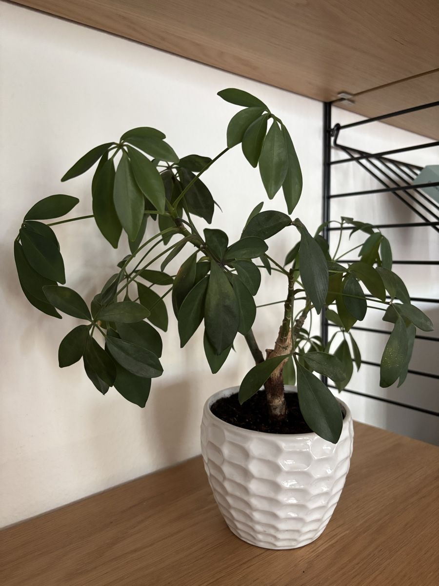 Plantes & graines: Schefflera – D'occasion à Zürich par keegstra 2