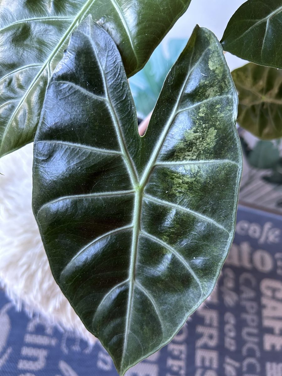 Piante & sementi: Alocasia Nairobi Nights – Nuovo (secondo la descrizione) da Scherzingen venduto da Elefantenohr.ch 1