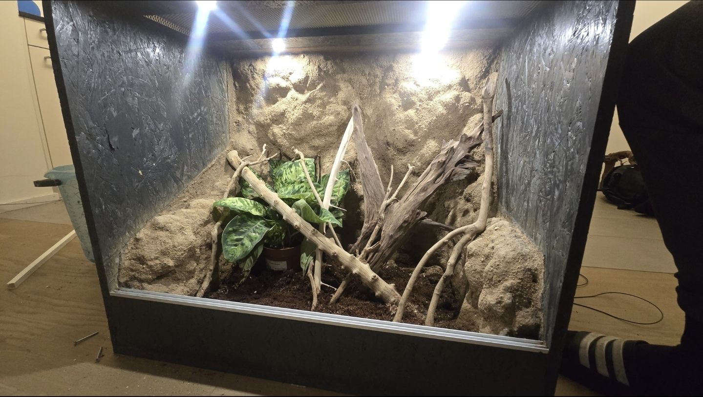 Terrario: terrarium mit Rückwand. – Usato da Maladers venduto da jan_cj2z