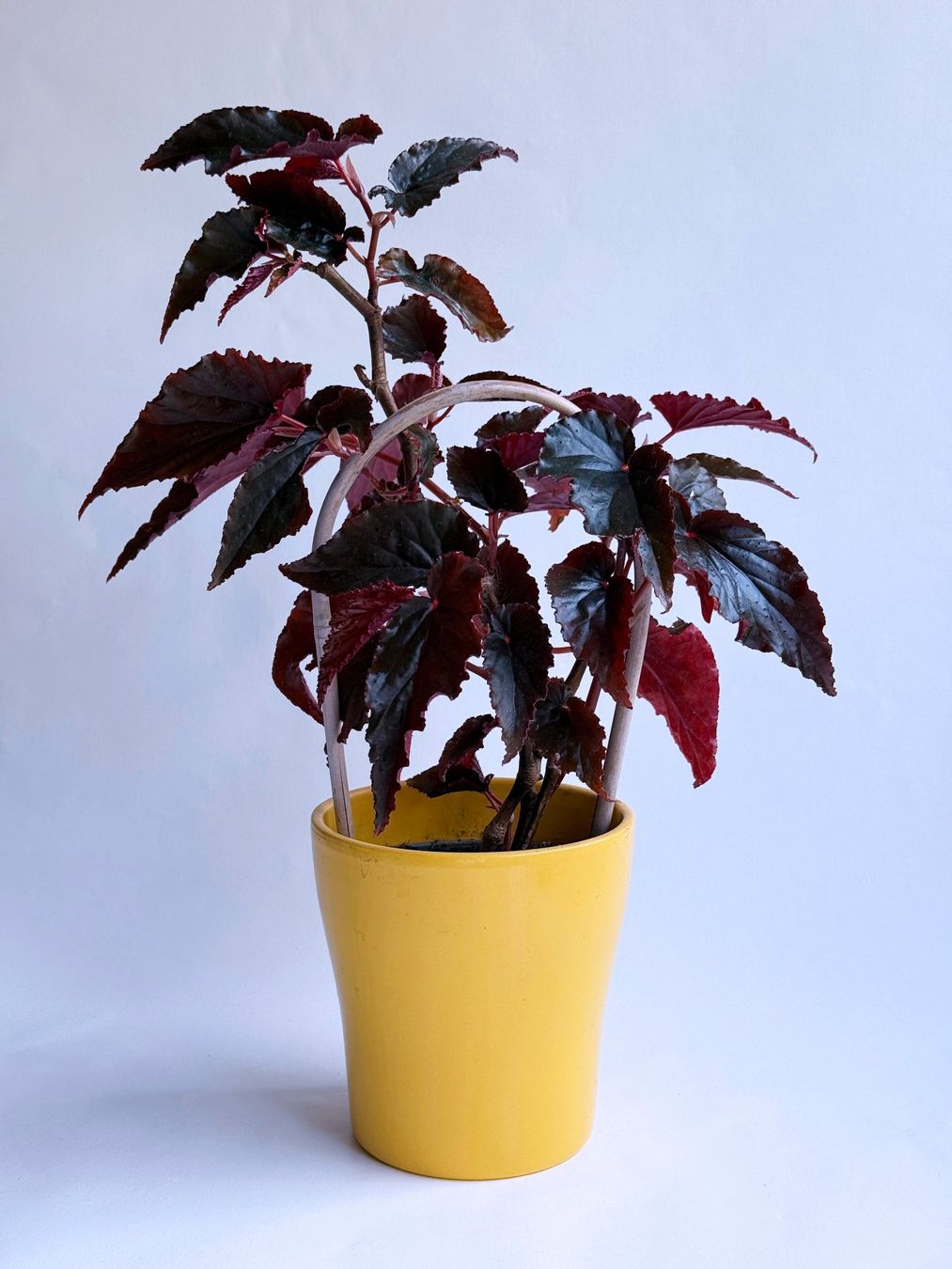 Piante & sementi: Begonia Black Magic***** – Nuovo (secondo la descrizione) da Dübendorf venduto da Orchid18