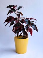 Begonia Black Magic*****