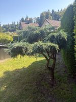 Blaue Atlaszeder cedrus atlantica pendula