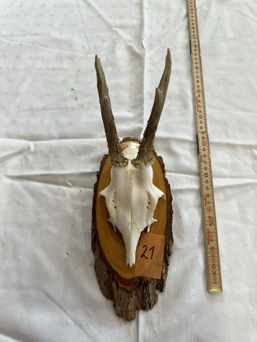 Il mondo degli animali: Gehörn eines Rehbock – Usato da Euthal venduto da ruckzuckrohrfrei