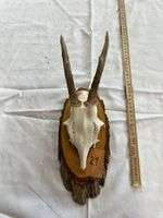 Gehörn eines Rehbocks (Jagdtrophäe) Reh Geweih