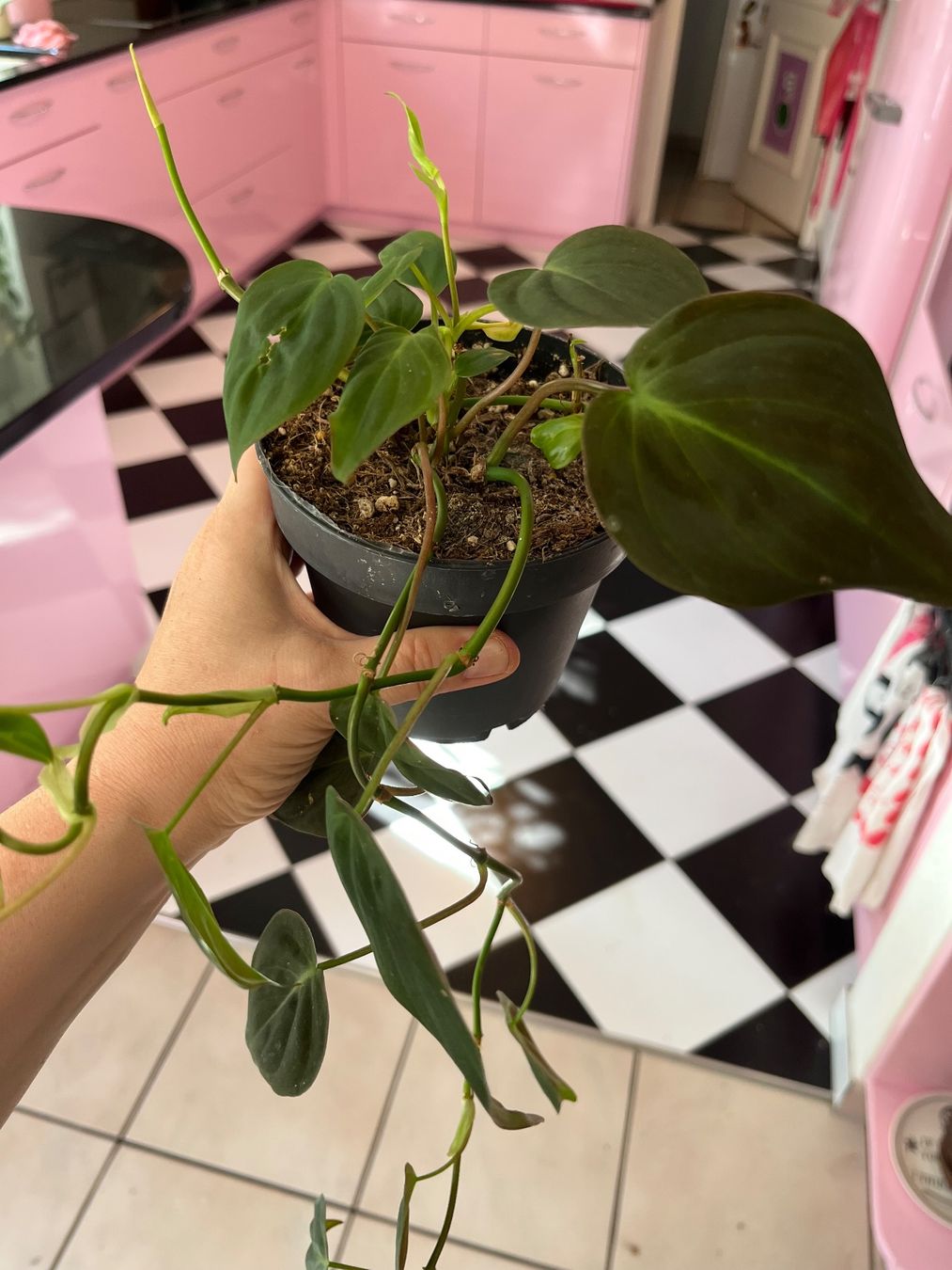 Piante & sementi: Philodendron scandens micans plante d’intérieur – Usato da Porrentruy venduto da Madamebovary 1