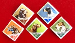 RUMÄNIEN ROMANIA HUNDE RASSEN SETER COCAR TERIER 1965 ET NEU