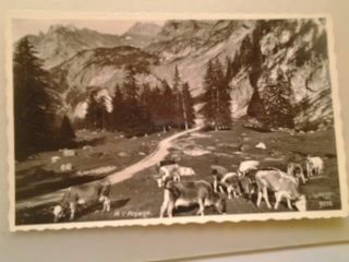 Cartoline postali: Kühe auf den Alpen Berge – Usato da Sargans venduto da nicsam1815