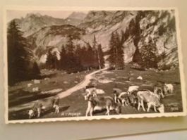 Kühe auf den Alpen Berge