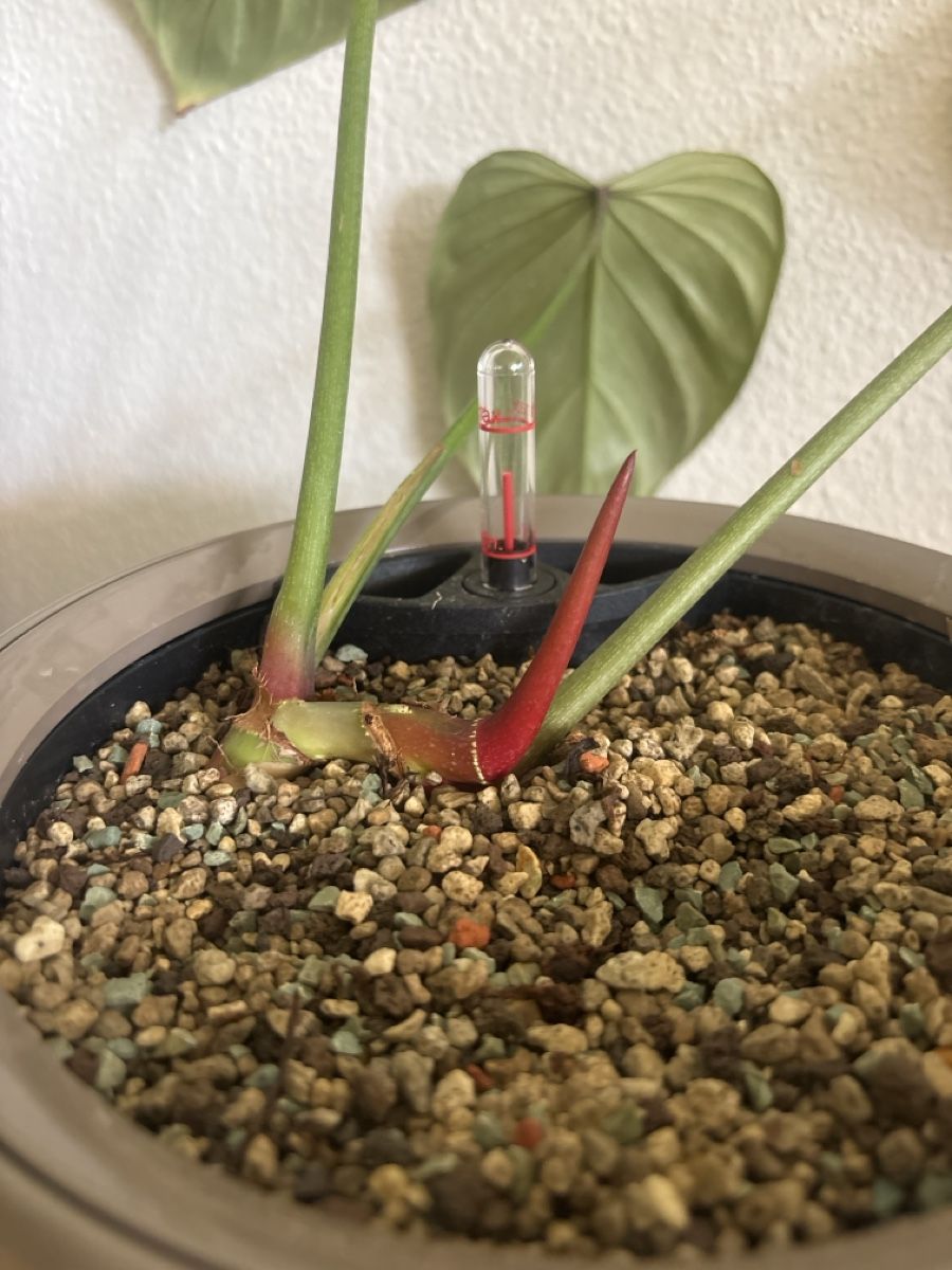 Piante & sementi: Philodendron Pink Glory – Usato da olten venduto da momo2417 3