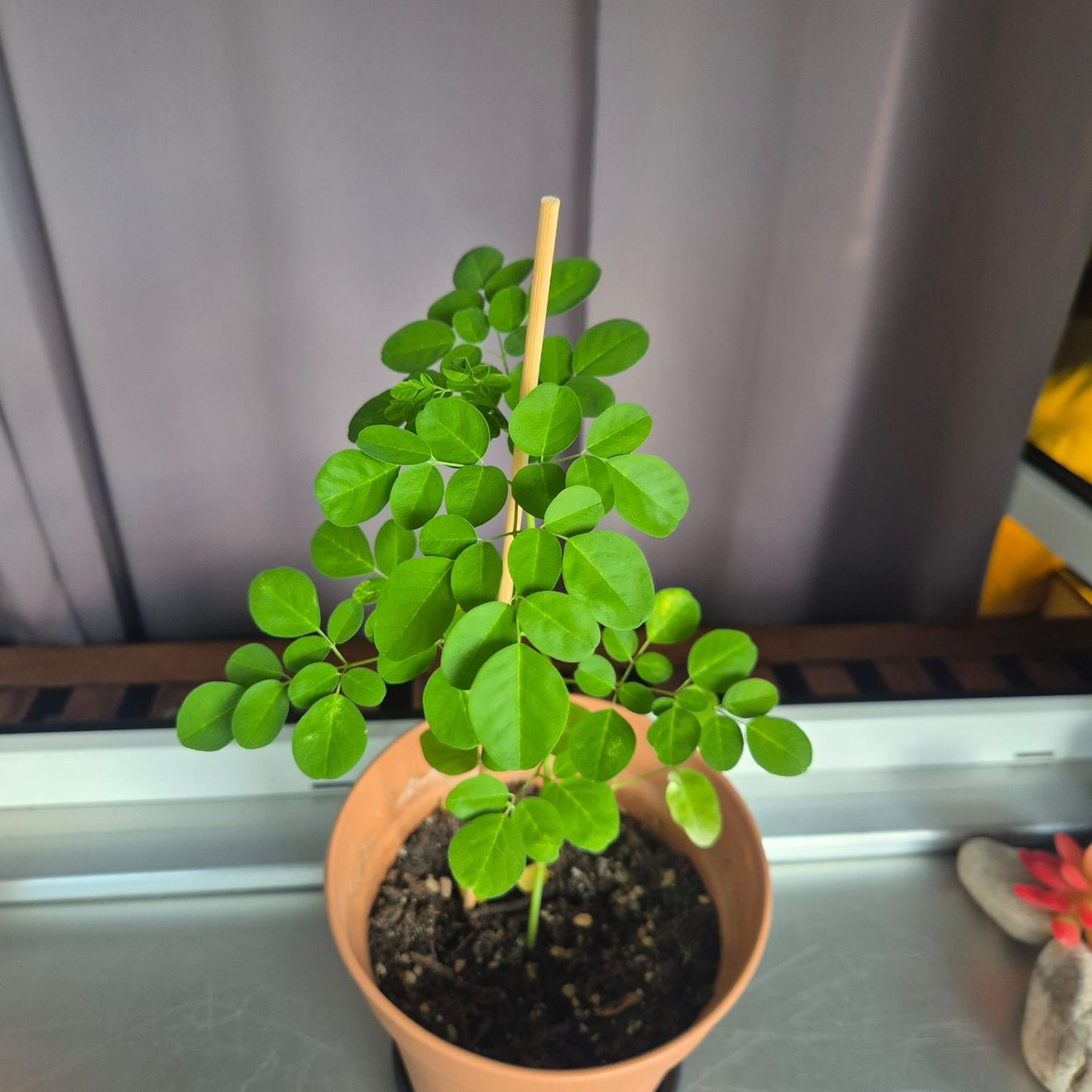 Plantes & graines: Moringa oleifera Jungbäume - Schweiz – Neuf avec emballage d'origine à Luzern par ivo_schild 2