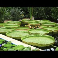 Profile image of Bamboula67