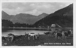 Quinto TI Piora Val Piora Hotel Piora Alpe Ritom Kühe