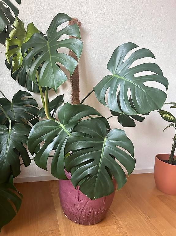 Plantes & graines: 120 cm Monsterra Pflanze  – D'occasion à Allschwil par ann_2t6s 1