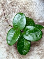 Hoya fungii (hybrid)