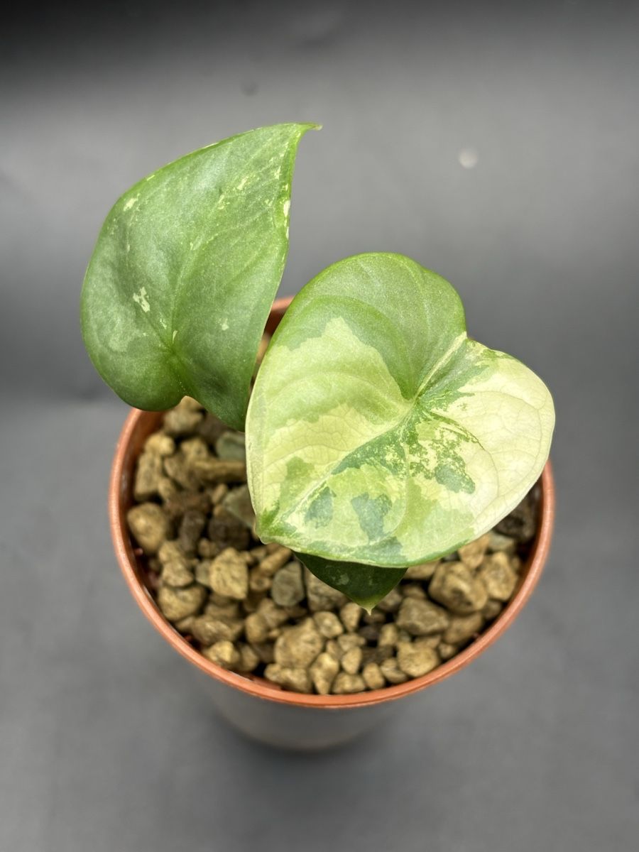Piante & sementi: Alocasia Silver Dragon Variegata (3-2) – Nuovo e nell'imballaggio originale da Basel venduto da Pink_White 1