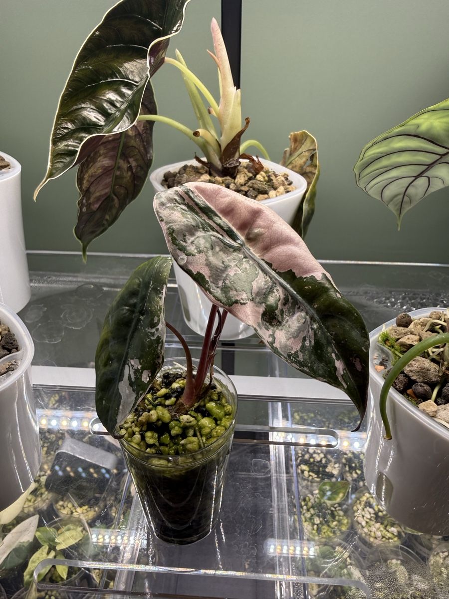Piante & sementi: Alocasia chantrieri pink – Usato da Bottighofen venduto da narbor46 2