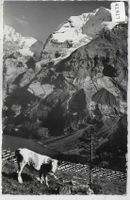 Oeschinensee mit Kuh