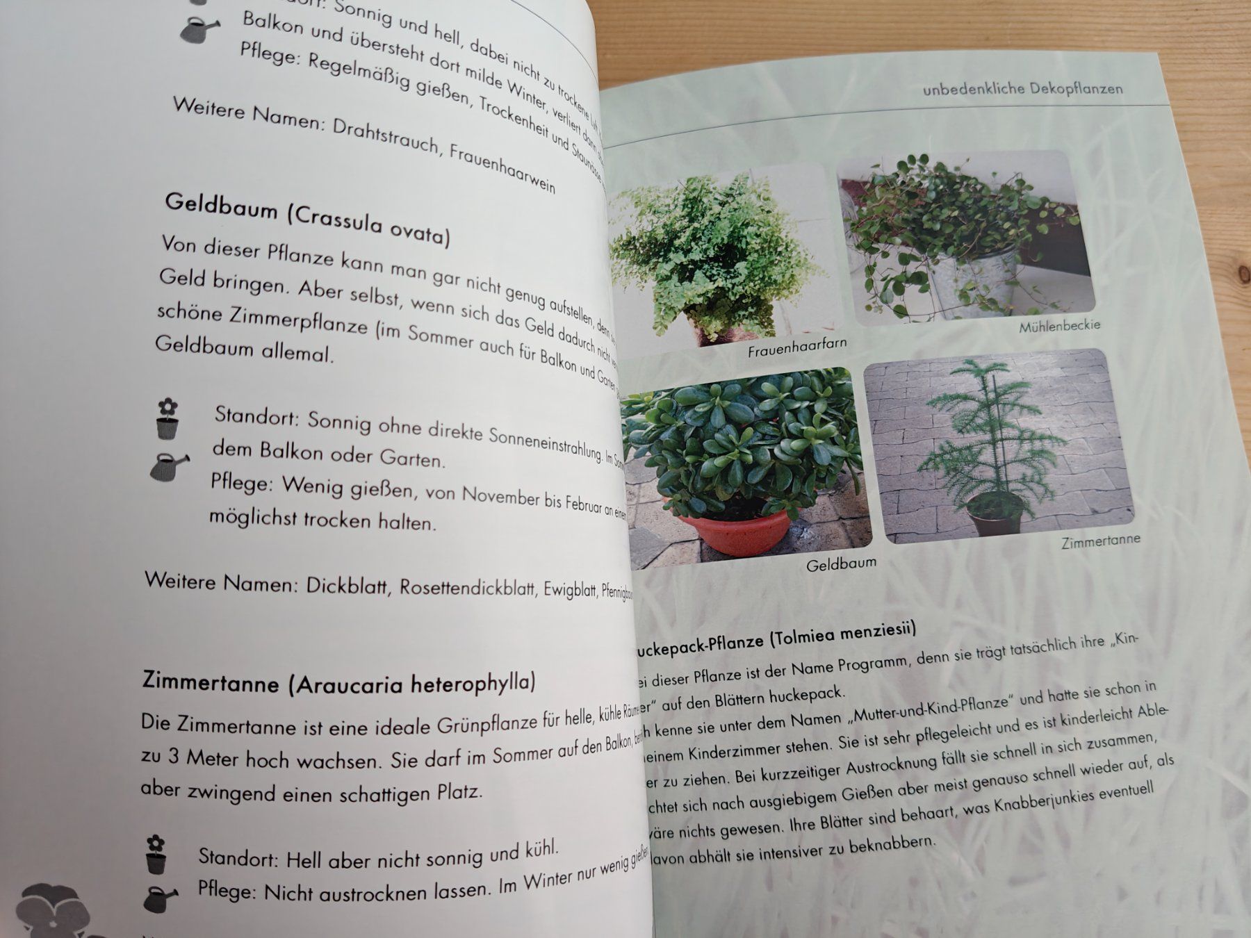 Libri: Katzenpflanzen - geeignete Pflanzen – Usato da Muttenz venduto da Negnuja 1