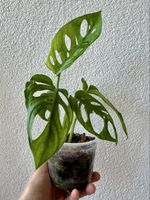 🌿 Monstera adansonii (Reverted Variegata) 🐒🌿